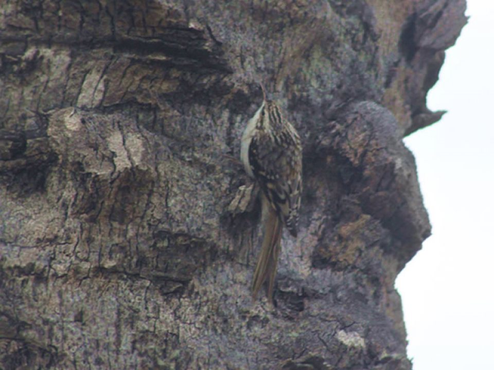 Brown Creeper at Moody Gardens