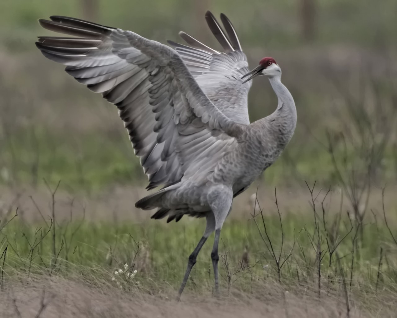 Sandhill Crane with Stretched Wings