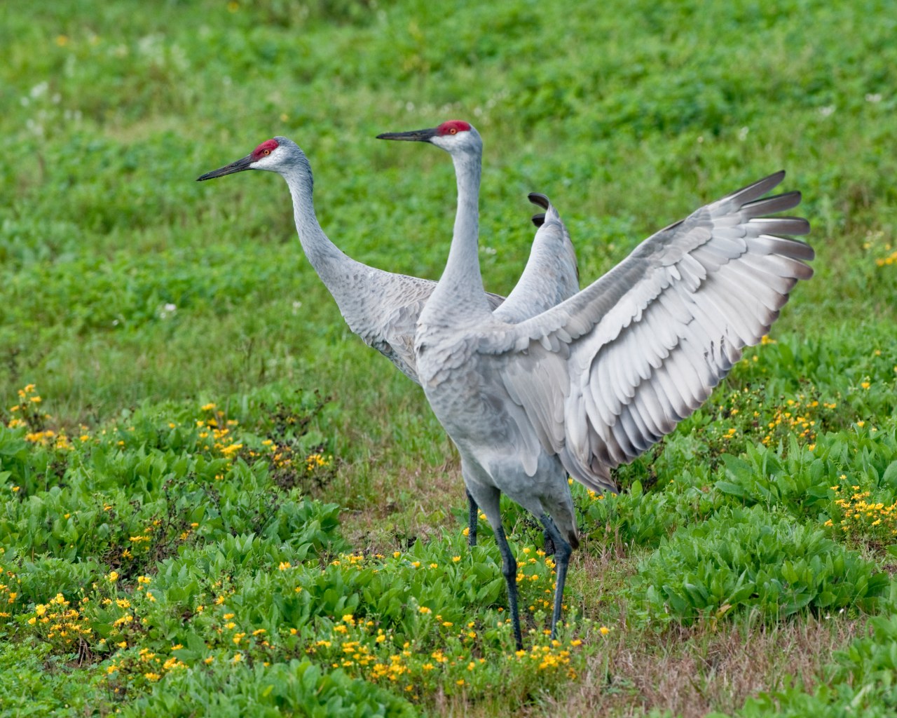 Sandhill Cranes Dancing