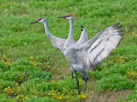 Sandhill Cranes Dancing