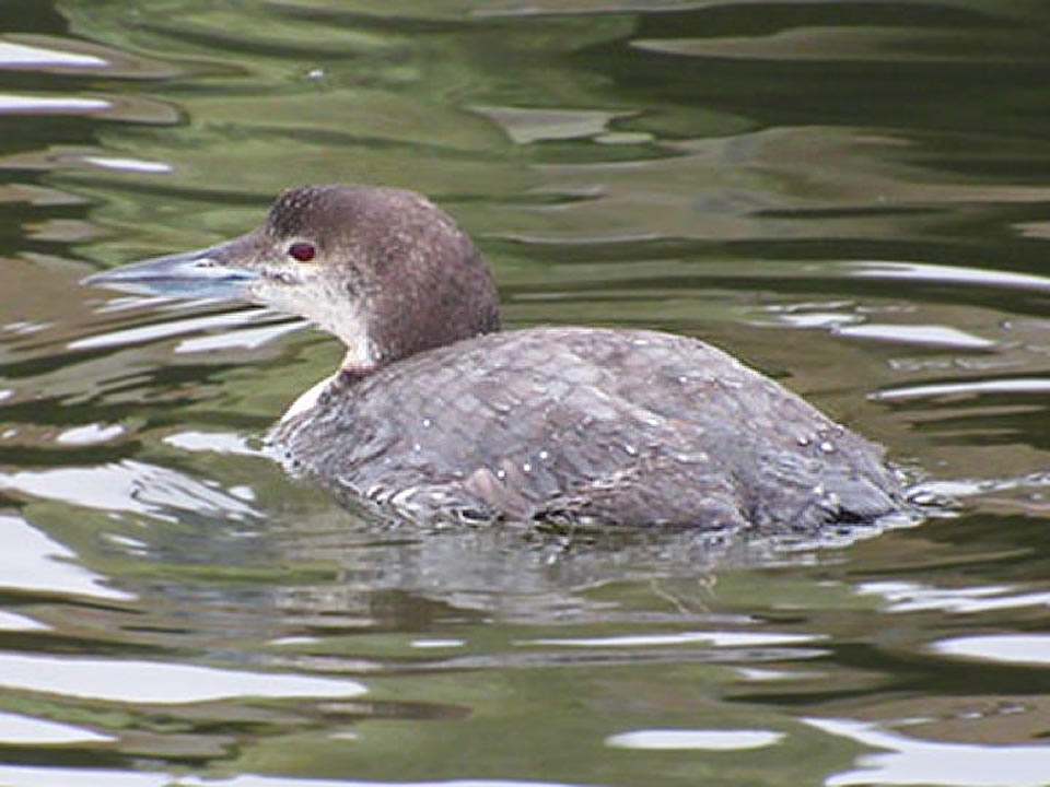 Common Loon