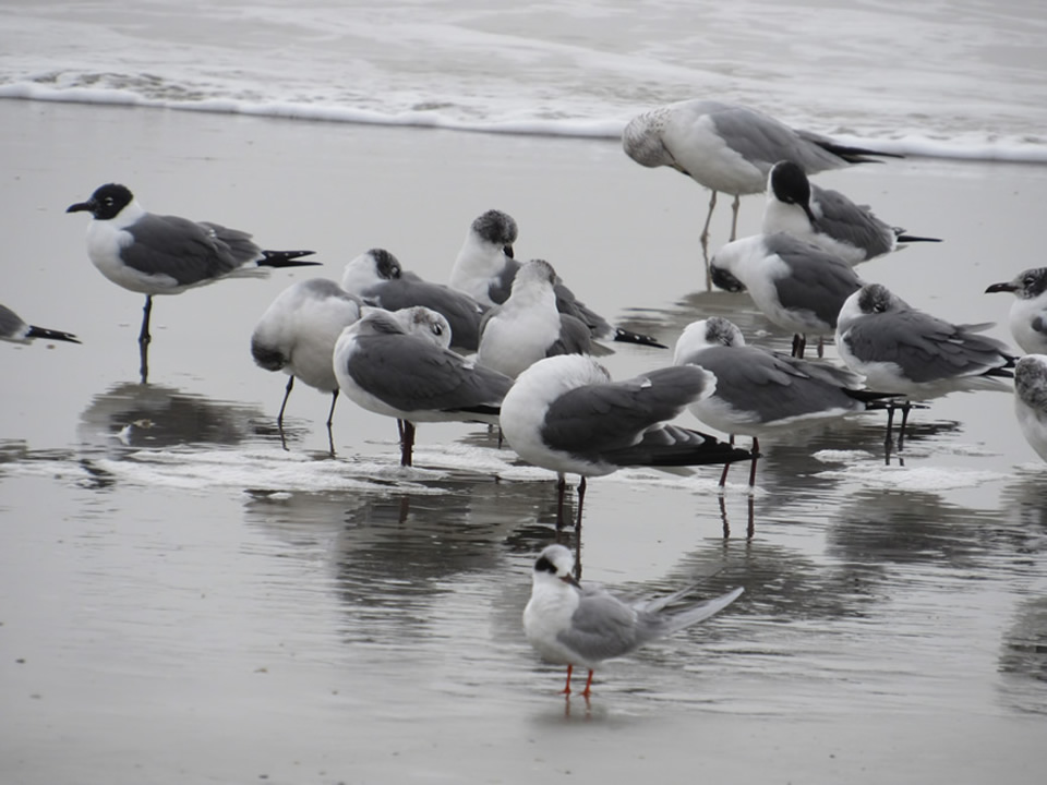 Laughing Gulls