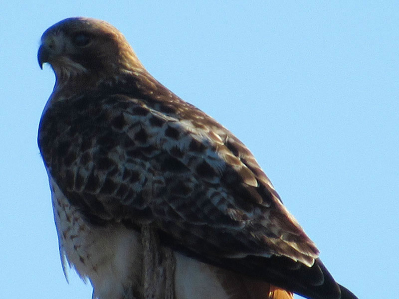 adult red-tailed hawk