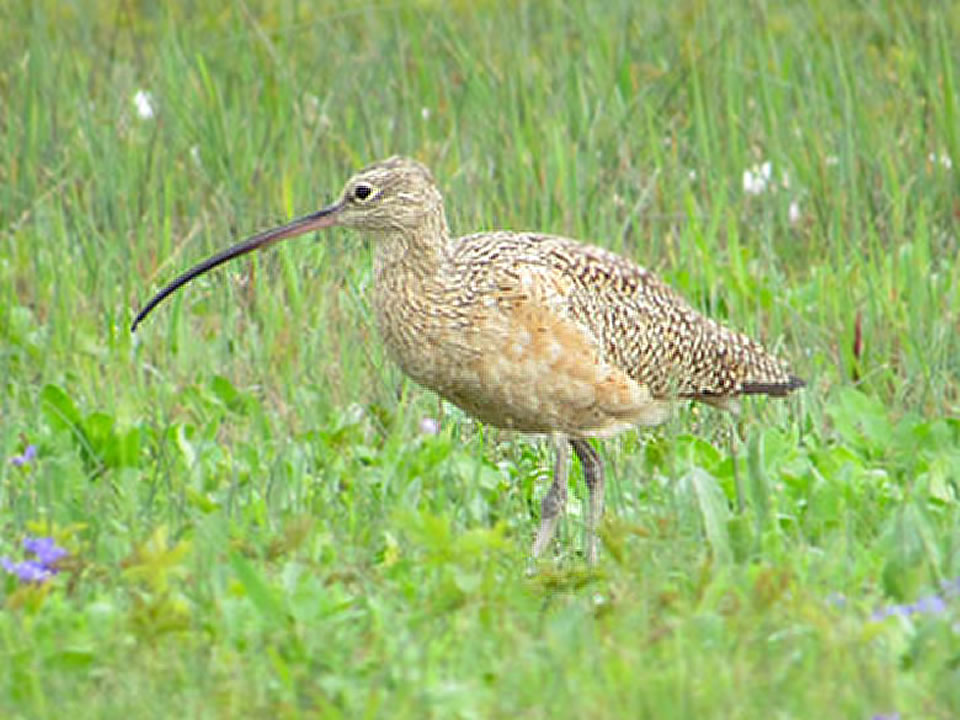 Curlew