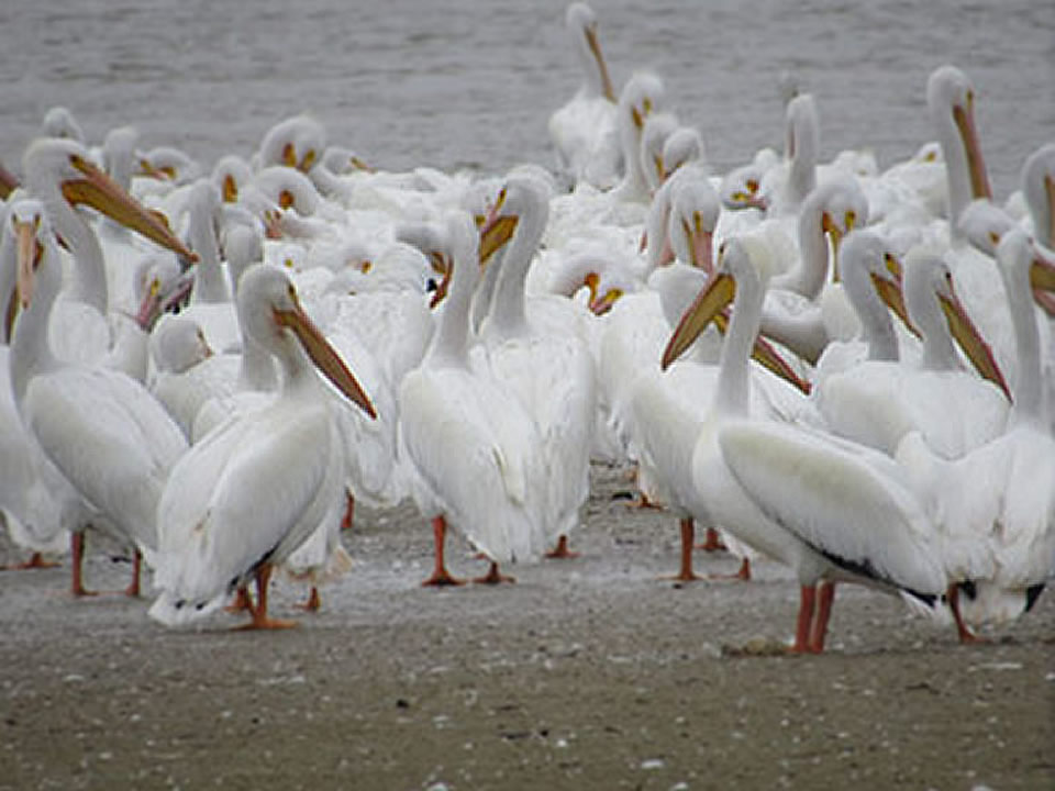 American White Pelicans by Kristine Rivers