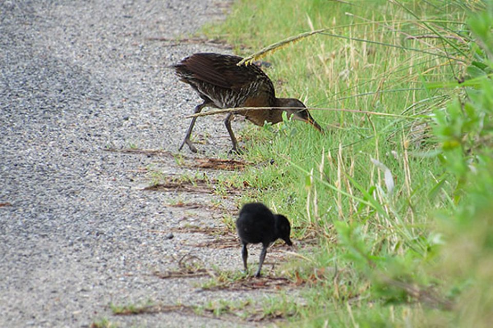 Clapper Rail