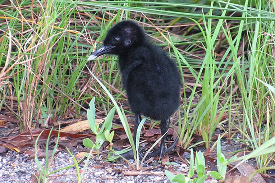 Clapper Rail