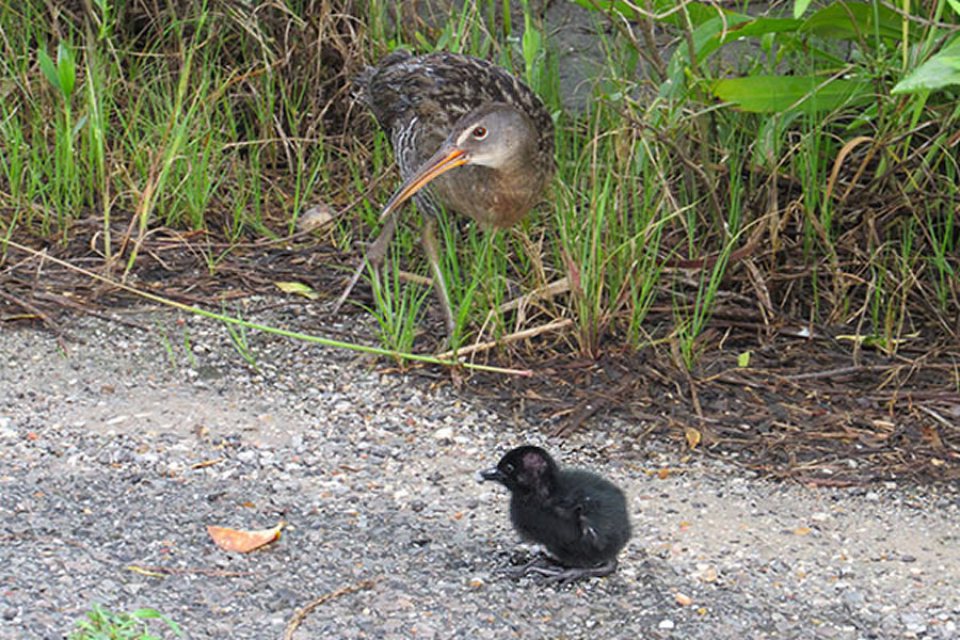 Clapper Rail