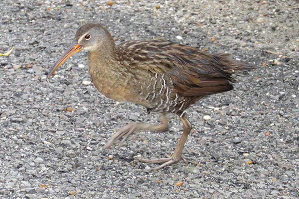 Clapper Rail