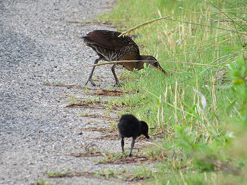 Clapper Rail