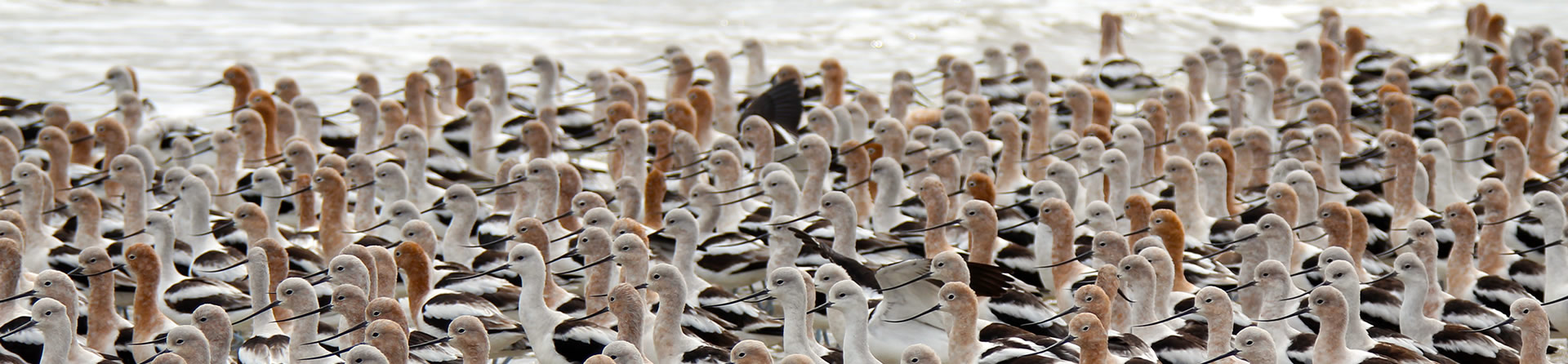 American Avocets on Beach by Amy Nolan