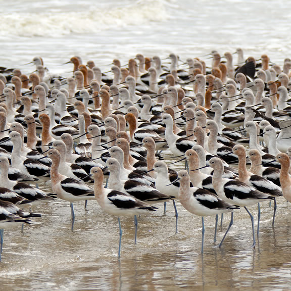 American Avocets on Beach by Amy Nolan