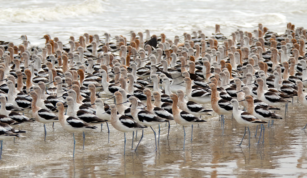 American Avocets on Beach by Amy Nolan