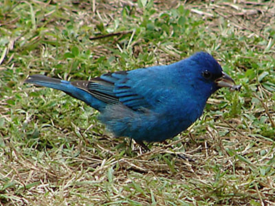 Indigo Bunting