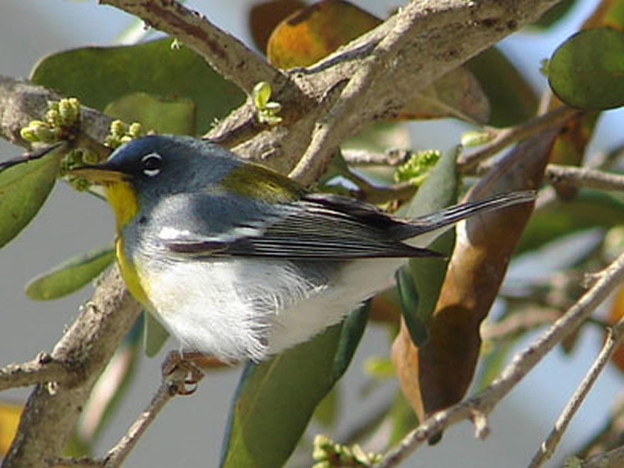 Northern Parula