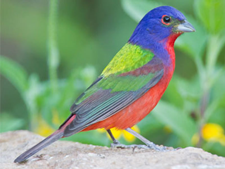 Painted Bunting