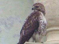 Red-Tailed Hawk In The City
