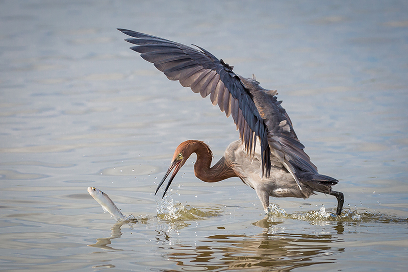 Reddish-egret by Gary Seloff