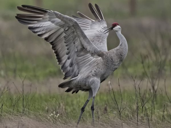 Sandhill Crane on Galveston Island Texas Sandhill Crane on Galveston Island Texas