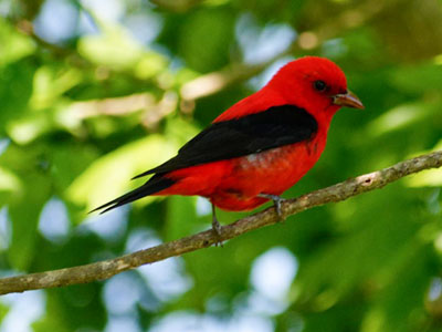 Scarlet Tanager - Photo by Mary Halligan