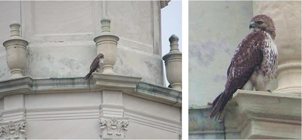 Urban Birding In Downtown Galveston