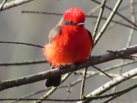 Vermilion Flycatcher