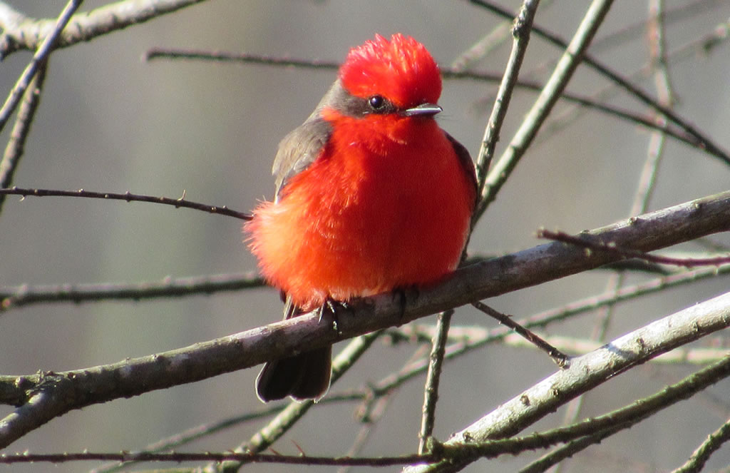 Vermilion Flycatcher