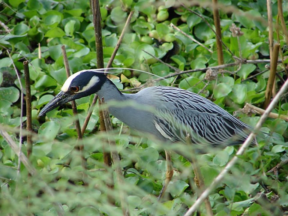 Yellow-Crowned Night Heron