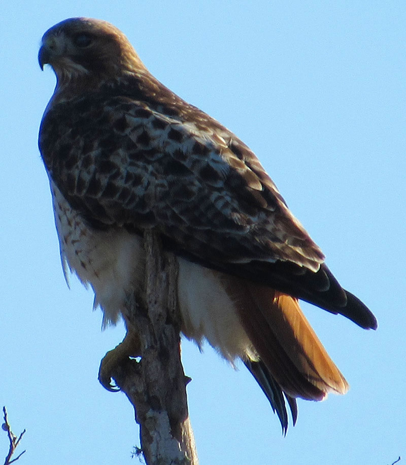 adult-red-tailed-hawk