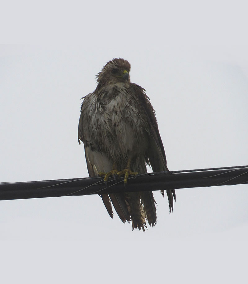 immature red-tailed hawk