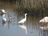 moody-gardens-shore-birds