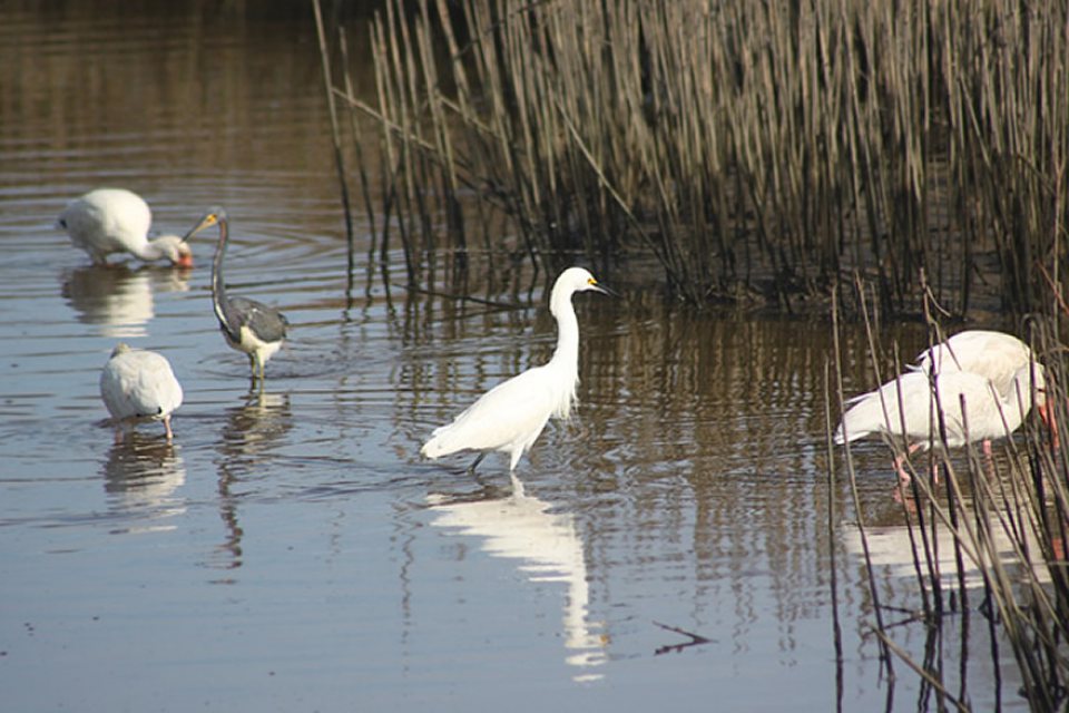 Moody Gardens shore birds