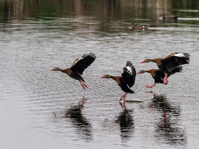 Black-bellied Whistling-Ducks by Jackie Farrell