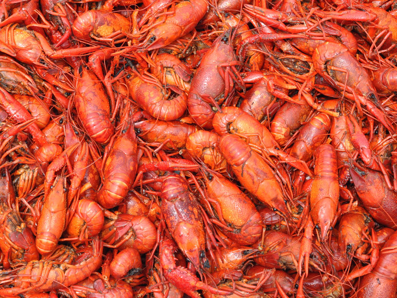 Boiled Crawfish