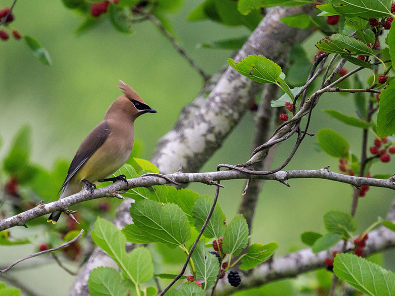 Cedar Waxwing by Jackie Farrrell at Lafitte's Cove Nature Preserve