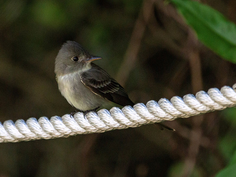 Eastern Wood-Pewee by Jackie Farrell at Lafitte's Cove Nature Preserve