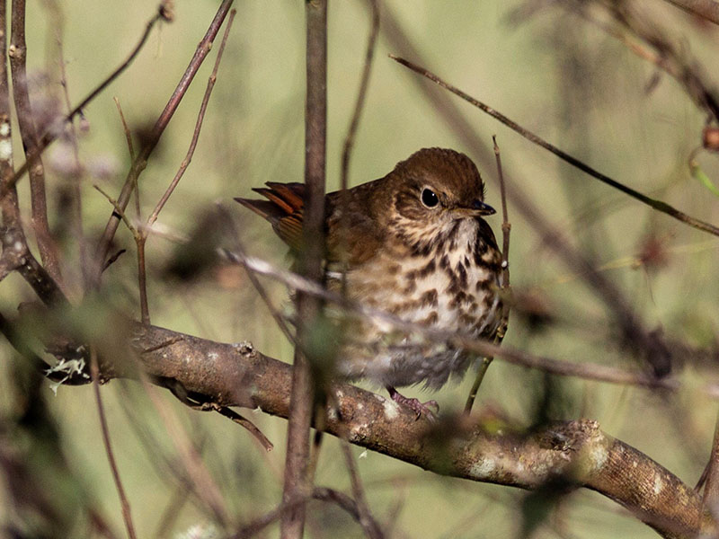 Hermit Thrush by Jackie Farrell near Settegast Road