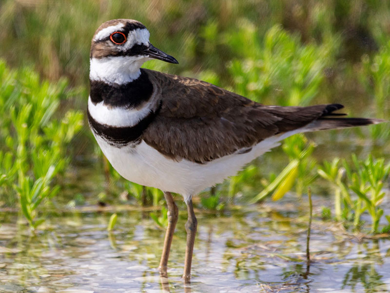 Killdeer by Jackie Farrell at the Galveston Island State Park