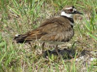 Killdeer Standing Over Eggs Photo by Kristine Rivers