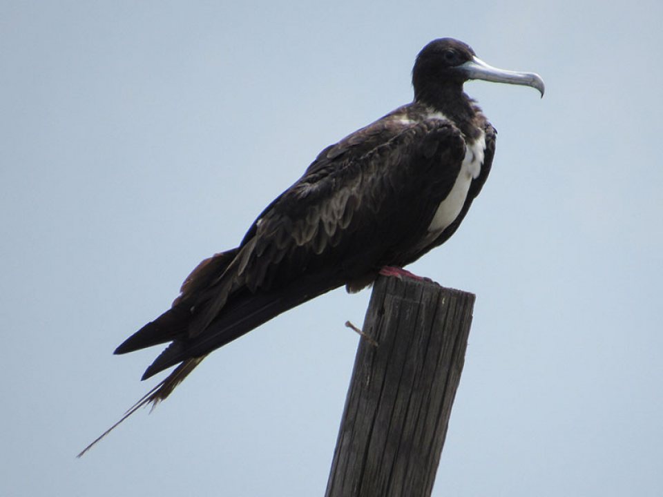 Magnificent Frigatebird Flying Above Galveston