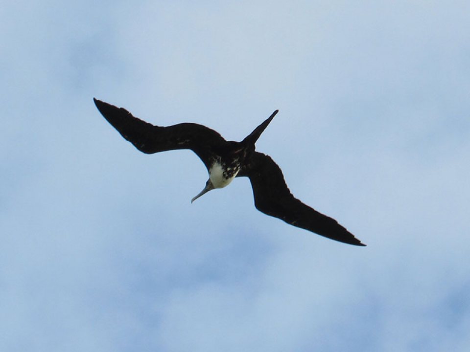 Magnificent Frigatebird Flying Above Galveston