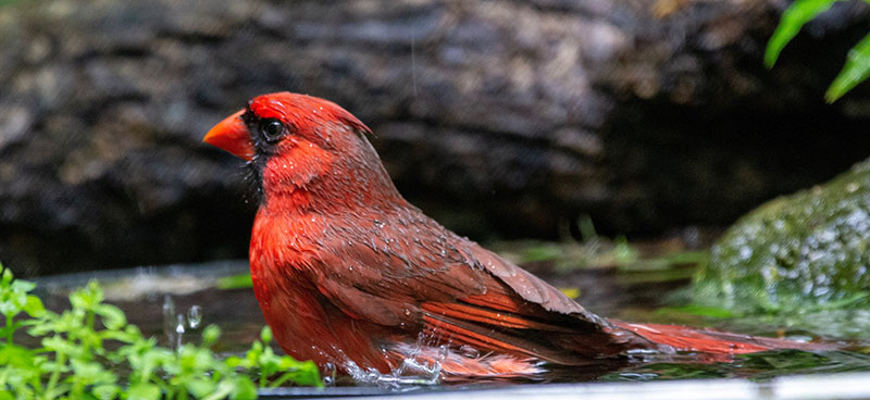 Northern Cardinal by Jackie Farrell at Lafitte's Cove Nature Preserve