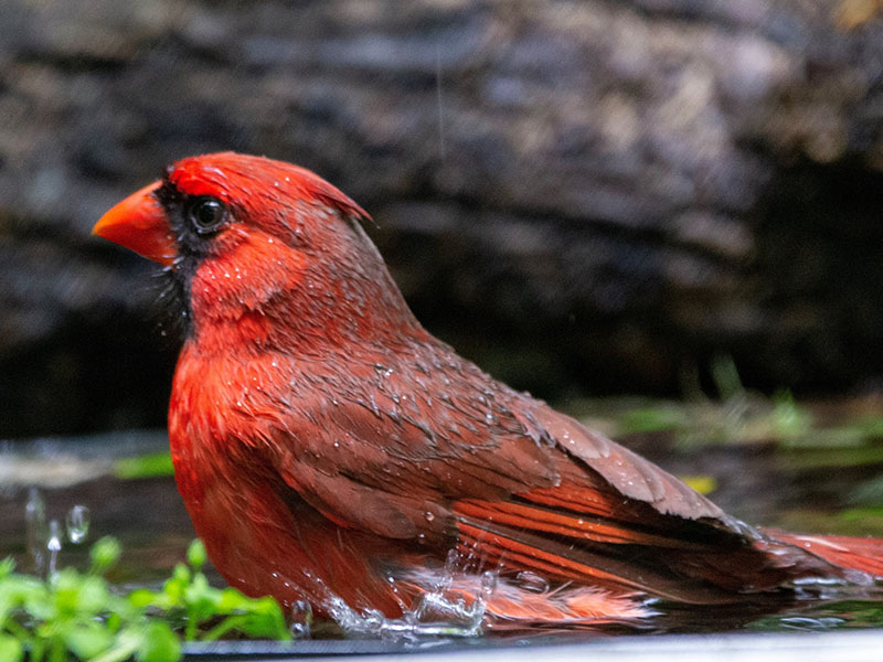 Northern Cardinal by Jackie Farrell at Lafitte's Cove Nature Preserve