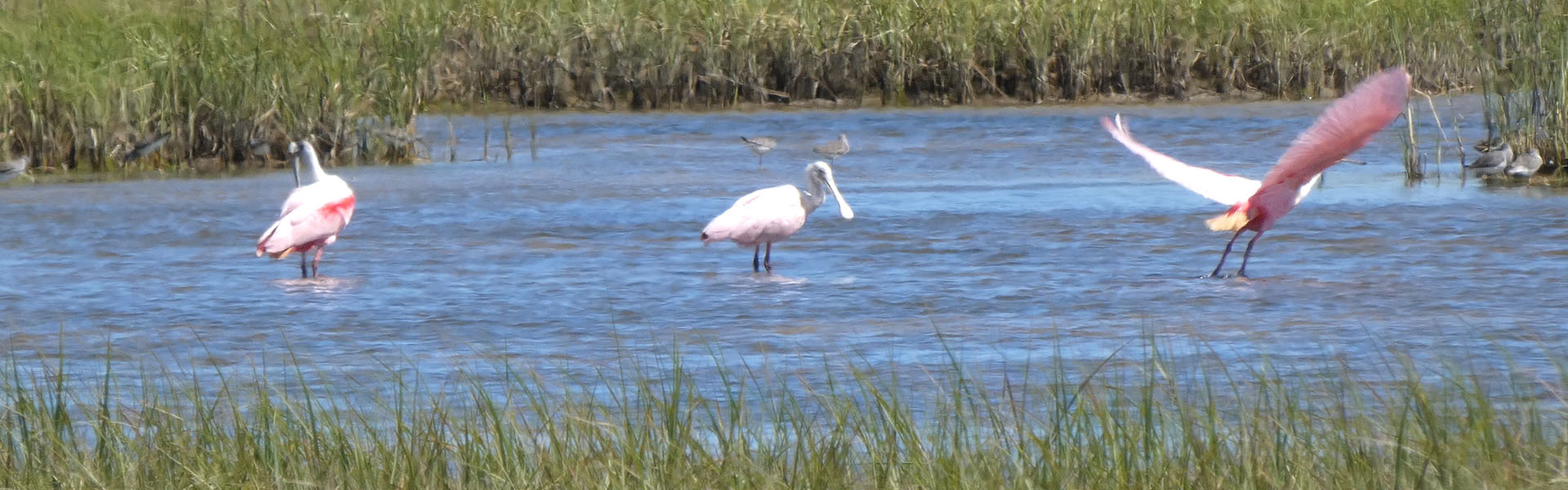 Roseate Spoonbills at Sportsman Road Fisherman's Wharf, Galveston TX