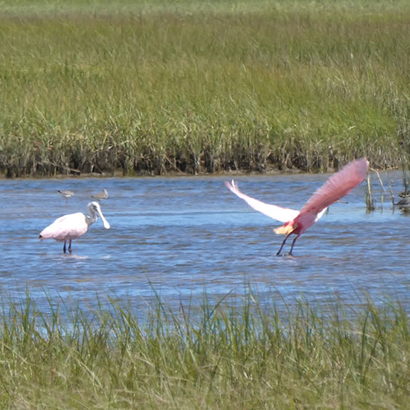 Roseate Spoonbills at Sportsman Road Fisherman's Wharf, Galveston TX
