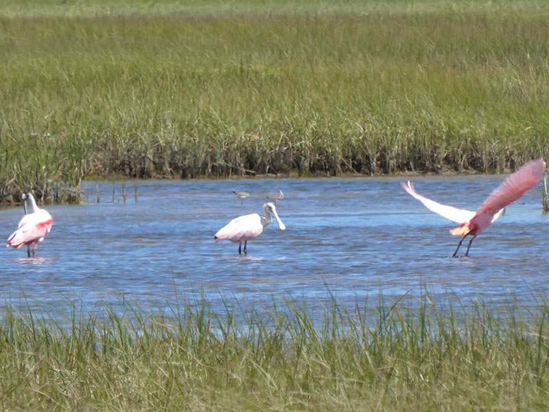 Roseate Spoonbills at Sportsman Road