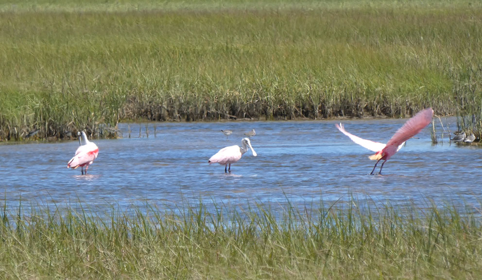 Roseate Spoonbills at Sportsman Road Fisherman's Wharf, Galveston TX