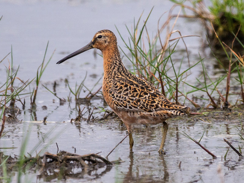 Short Billed Dowitcher by Jackie Farrell at 8 Mile Road