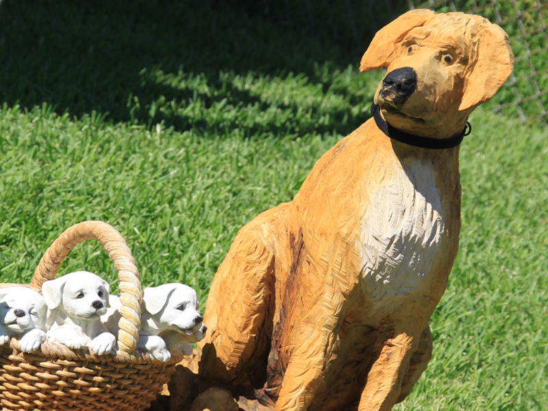 Yellow labrador