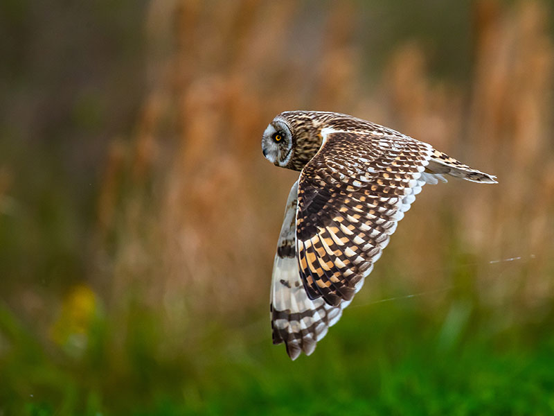 Short Eared Owl by Rob Heifner